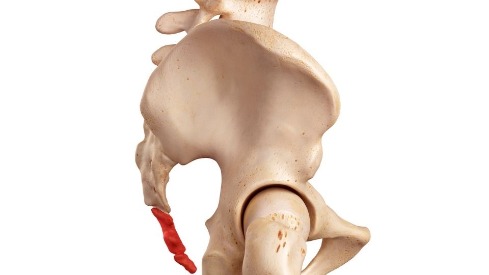 a side profile of a red highlighted coccyx on a medical model of human hips