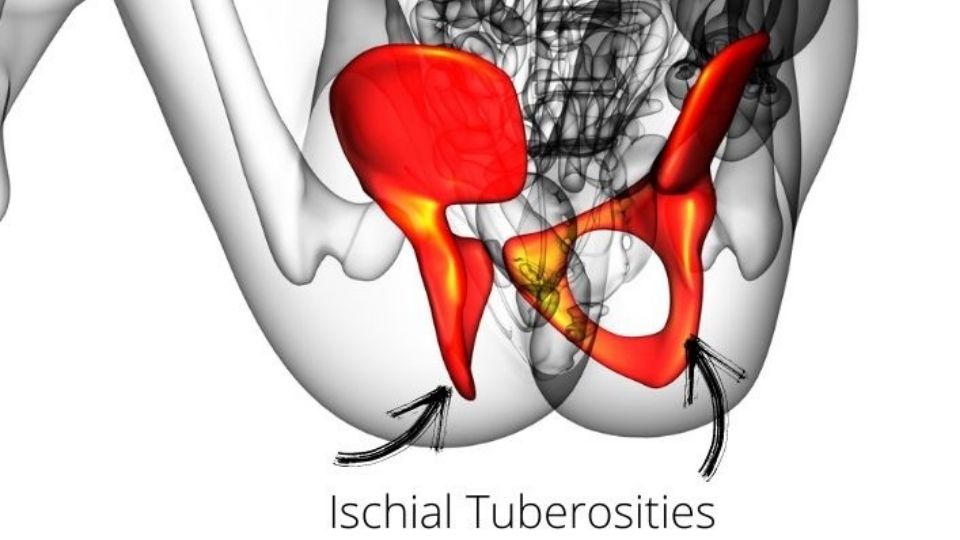 graphic diagram showing ischial tuberosity