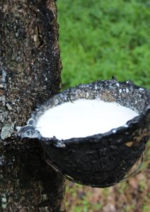 natural latex sap being collected from a tree