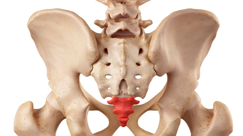 a red highlighted coccyx on a medical model of human hips