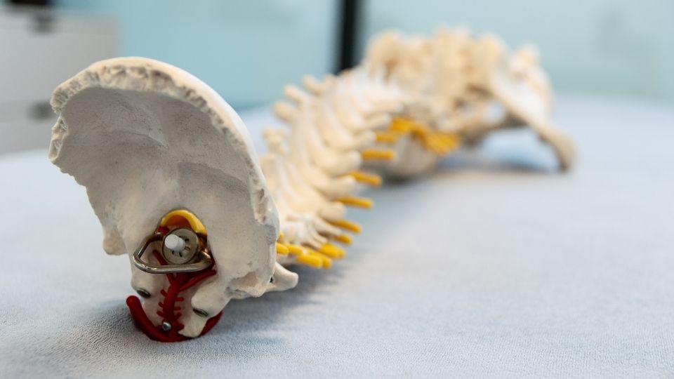 Image of a model of a spine lying on its side