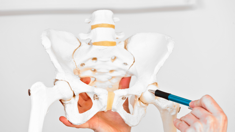 hip joint anatomy