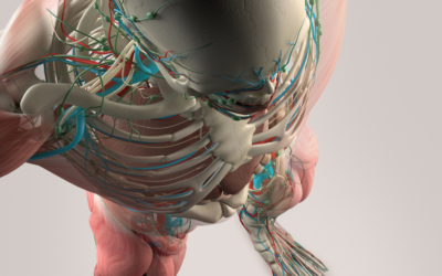 Can Poor Posture Affect the Vagus Nerve?