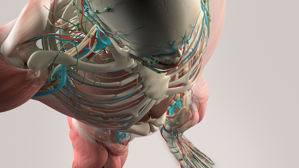 Can Poor Posture Affect the Vagus Nerve?